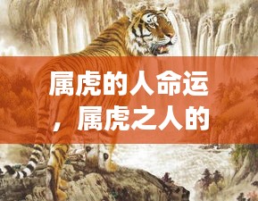 属虎人的命运走势与星座运势深度解析