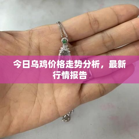 今日乌鸡价格走势分析，最新行情报告