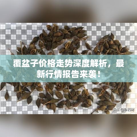 飞龙在天