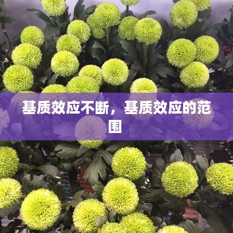 鸿飞雪爪