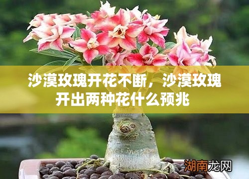 刚毅木讷